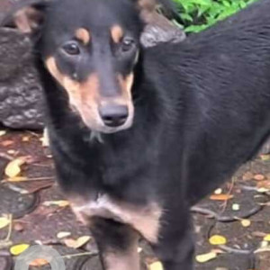 Missing: Black and Brown Male Indie Dog from Chedda Nagar,Chembur, Mumbai
