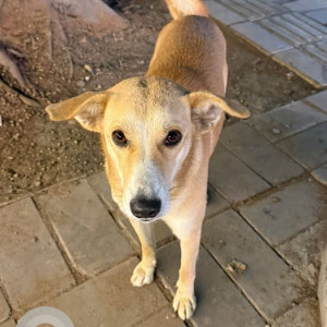 Found: Golden Female Indie Dog from Asian games village, Delhi