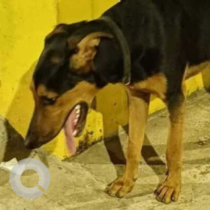 Missing: Black and Brown Male Indie Dog from Ambattur area