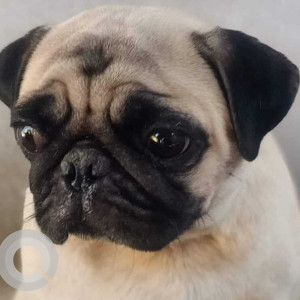 Found: White Female Pug Dog from Kogilu Cross