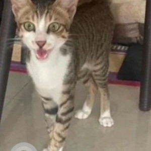 Missing: White and Grey Male Tabby Cat from Malleshwaram, 11th cross. Opposite new mangalore store