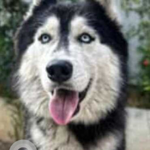 Found: Grey-White Mix Male Husky Dog from JNTU Kukatpally