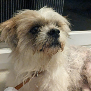 Found: Golden Not Available Shih Tzu Dog from Kukatpally