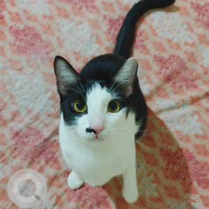 Missing: Black and White Male Indie Cat from Ramapuram area
