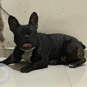 Missing: Black Male French Bullbog Dog from Brigade insignia, Vikas Layout, Maruti Nagar, Yelahanka