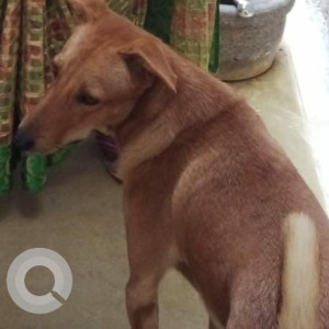 Missing: Brown Male Indie Dog from Erode Kulam