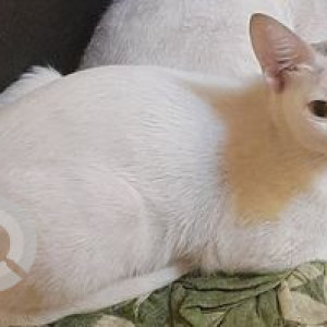 Missing: White Female Indie Cat from Thiru Nagar 2nd Street, Vadapalani