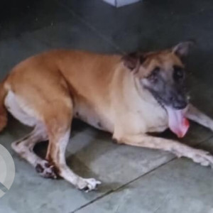 Missing: Black and Brown Female Indie Dog from Ghatkopar East, Mumbai