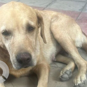 Found: Brown Female Labrador Dog from Puppalaguda, Manikonda