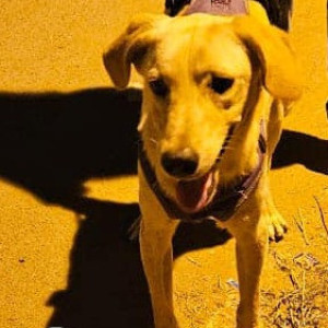 Found: White Male Labrador Dog from Pavani Sarovar apartment in Whitefield, Borewell road