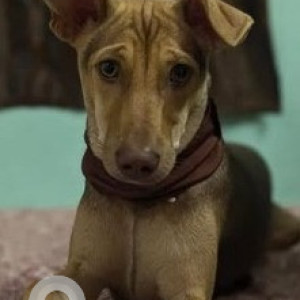 Missing: Black and Brown Female German Shepherd Dog from Yashoda hospital, Hitech city Road