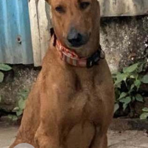 Missing: Brown Male Indie Dog from Chaitrabhoomi, Shivaji Park, Dadar West