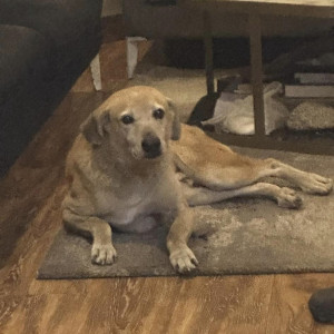 Missing: Brown Male Labrador Dog from Ashoka road , India gate