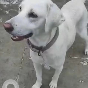 White Male Labrador Dog is Missing from Hyderabad,Bowenpally