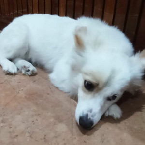 Missing: White Male Pomeranian Dog from Mohal, Kullu (HP)