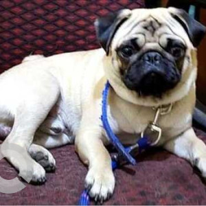 Missing: White Male Pug Dog from Uppal