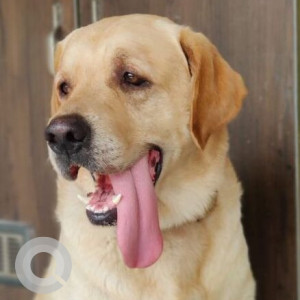 Missing: Brown Male Labrador Dog from Kistareddypet, Hyderabad