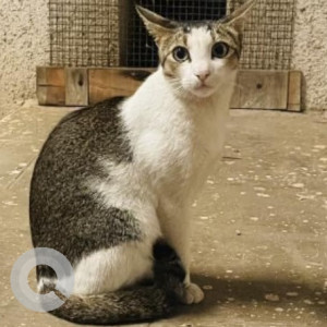 Missing: White and Grey Female Indie Cat from Octacrest Lokhandwala Township, Kandivali East