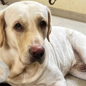 Missing: White Male Labrador Dog from Keelkatalai, Eechangadu signal