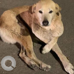 Missing: Golden Male Golden Retriever Dog from Connaught Place