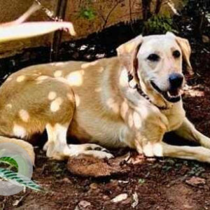 Missing: Brown Female Labrador mix Dog from Hotel Shivaprasad, Railway track road, Kasturi Nagar