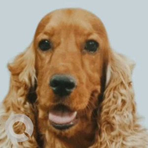 Missing: Brown Male English Cocker Spaniel Dog from Attur Layout, Yelahanka New Town Area
