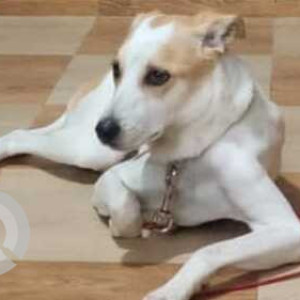 Missing: White-Brown Mix Female Indie Dog from Subhash Nagar