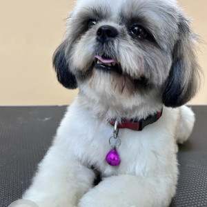 Missing: White and Grey Female Shih Tzu Dog from Magadi Main Road, Anjananagar