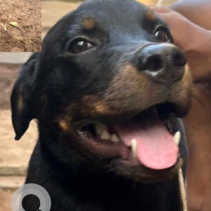 Found: Black and Brown Not Available Indie Dog from Kotturpuram