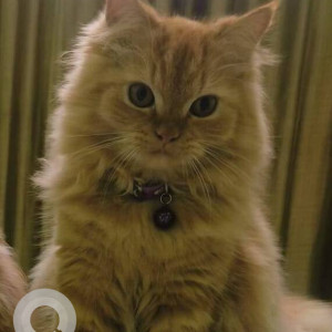 Brown Female Persian Cat Cat is Missing from kamothe sector 36
