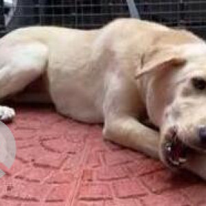 Missing: White Female Spitz and Indie cross Dog from Adyar Aavin Parlour