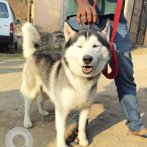 Found: White and Grey Male Siberian Husky Dog from Faridabad