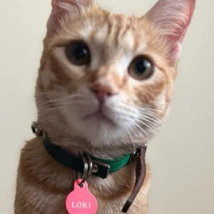 Missing: Orange Female Tabby Cat from Sobha Mayflower, Green Glen Layour