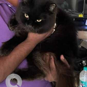 Black Male Persian Cat Cat is Missing from Bhayander east, Mira Road