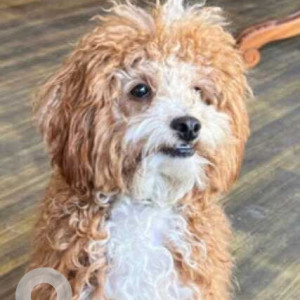 Missing: White-Brown Mix Female Toy Poodle Dog from Pandara Park Area