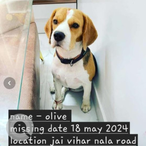 Missing: White-Brown Mix Female Beagle Dog from Jai Vihar Nala Road, Najafagarh