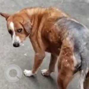 Missing: Brown Male Indie Dog from 7th Main Rd, Subash Nagar, Kengeri Satellite Town, Bengaluru, Ramasandra