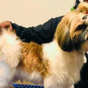 Missing: White Male Shih Tzu Dog from Medplus, Manganahalli cross, Bangalore