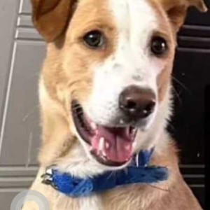 Missing: White-Brown Mix Male Indie Dog from Yellamabanda
