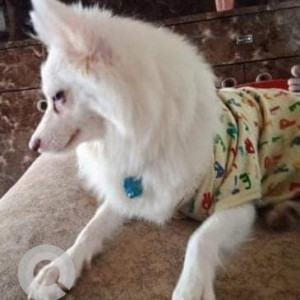Missing: White Female Pomeranian Dog from Narendra Nagar Colony, Ameenpur