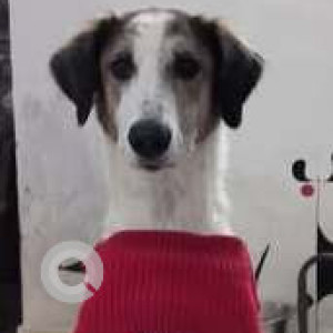 Missing: White-Brown Mix Male Indie Dog from Saraswati Vihar, Pitampura