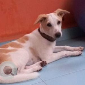 Missing: White-Brown Mix Female Indie Dog from Sri Kapaleeawarar Nagar, Neelangarai