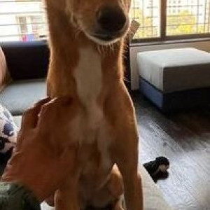Missing: Brown Female Indie Dog from Plaza cinema area Dadar