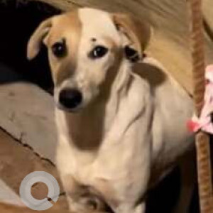 Missing: White-Brown Mix Female Indie Dog from Immadihalli, Whitefield