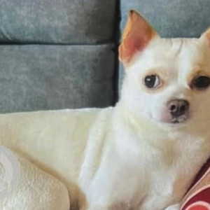 Missing: White Female Chihuhaha Dog from Andheri East Takshila society area