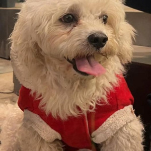 Missing: White Male Shih Tzu Dog from Chikkagubbi, Maple Meadows Layout,  1st Phase 4th Cross