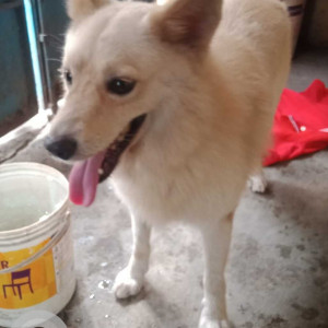 Found: White Male Pomeranian Dog from Arul nagar bus stand opposite road of police station, Madavaram