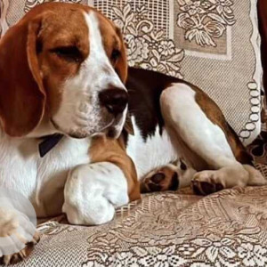 Missing: White-Brown Mix Male Beagle Dog from Sector 77, Mohali