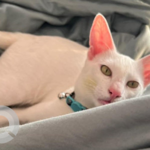 Missing: White Male Indie Cat from Cadel road, Mahim west