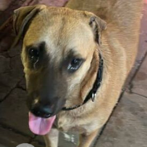 Found: Brown Male Indie Dog from Mahim near paradise theatre ICICI bank